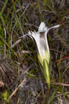 Wiregrass gentian